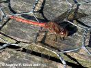 common_darter_1.jpg