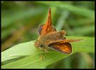 large-skipper-frieston06.jpg