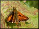 large-skipper2.jpg