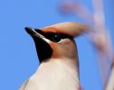 1_Waxwing.jpg