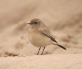 2_Desert_wheatear.jpg