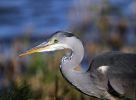 3_Grey_heron.jpg