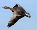 4_Greylag_Goose.jpg