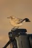 9_Desert_wheatear.jpg