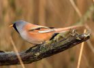 BeardedTit_66.jpg