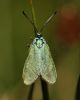 Forster_moth_1.jpg