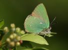 Green_Hairstreak_1.jpg