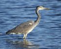 Grey_Heron_3.jpg