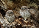 Little_owls.jpg