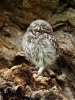 Little_owls__.jpg