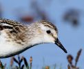 Little_stint__6.jpg