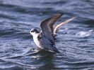 PHALAROPE (1) 131.jpg