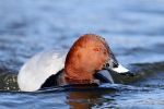 Pochard_5_2.jpg