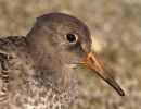 Purple_Sandpiper_03.jpg