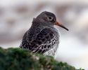 Purple_Sandpiper_5.jpg