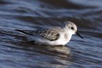 Sanderling_15.jpg