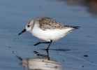 Sanderling_2.jpg