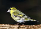 Siskin_1.jpg