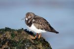 Turnstone_(4)_2.jpg