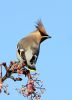 Waxwing_9.jpg