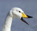 Whooper_swan_5.jpg