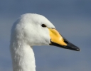 Whooper_swan_8.jpg