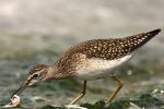 Wood_Sandpiper_7.jpg