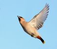 waxwing_1_2.jpg