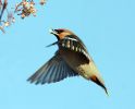 waxwing_2_2.jpg