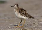 wood_Sandpiper_25.jpg