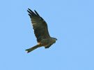 Black-Kite-LBC5.jpg