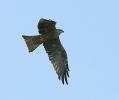 Black-Kite-LBC6.jpg