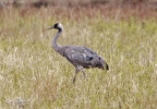 Crane_saxby06282011_.jpg