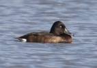 Ferruginous_Duck_2.jpg