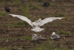 Glauc.jpg