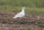 Glauc_4.jpg