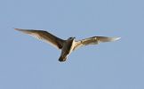 Glaucous--lbc.jpg