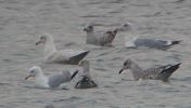 Glaucous_2nd_w_18.1.02_c.JPG