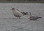 Glaucous__iw__b13.01.02.JPG