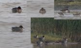 Green-winged-Teal-LBC.jpg