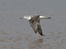 Greenshank20080828_m.jpg