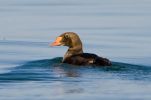 King-Eider--LBC2.jpg