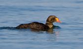 King-Eider-LBC.jpg