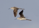 Marsh_Sandpiper8246.jpg