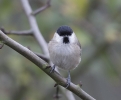 Marsh_Tit20131106_3981.jpg