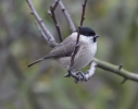 Marsh_Tit20131106_3991.jpg