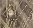 Marsh_warbler.jpg