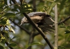 Nuthatch_lbc.jpg