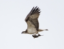 Osprey_Black_Bank08282011__(42).jpg