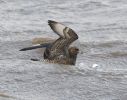 Pomarine_Skua12012010__(14).jpg